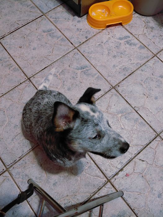 Suczka Australian Cattle Dog