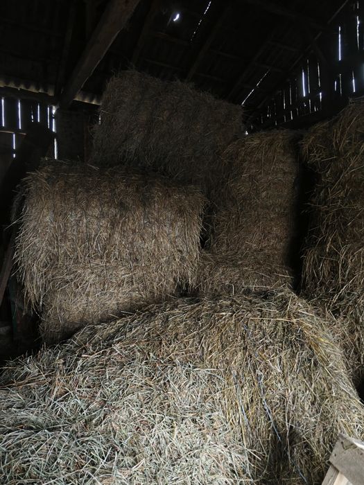 Siano w belach.  .