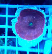 Koralowiec, discosoma red,morskie