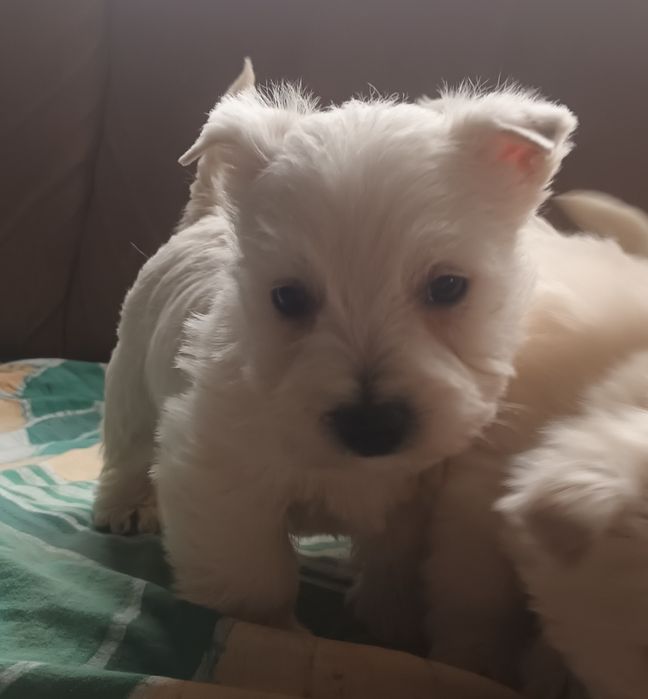 West highland white terrier piesek