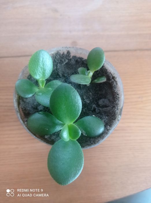 Грошове дерево, товстянка, денежное  дерево, кактуси.