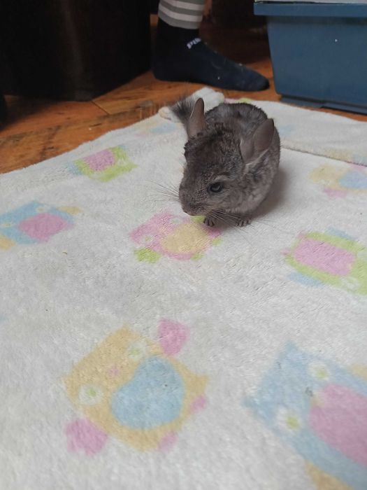 Szynszyle Rezerwacja do środy