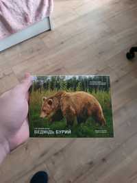 Пам’ятна монета "Чорнобиль. Відродження. Ведмідь бурий"