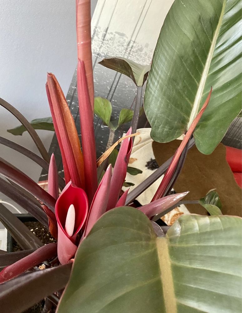 Ogromny Philodendron (filodendron) Red Imperial