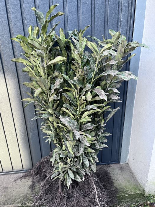 laurowisnia mrozoodporna 60-90 cm