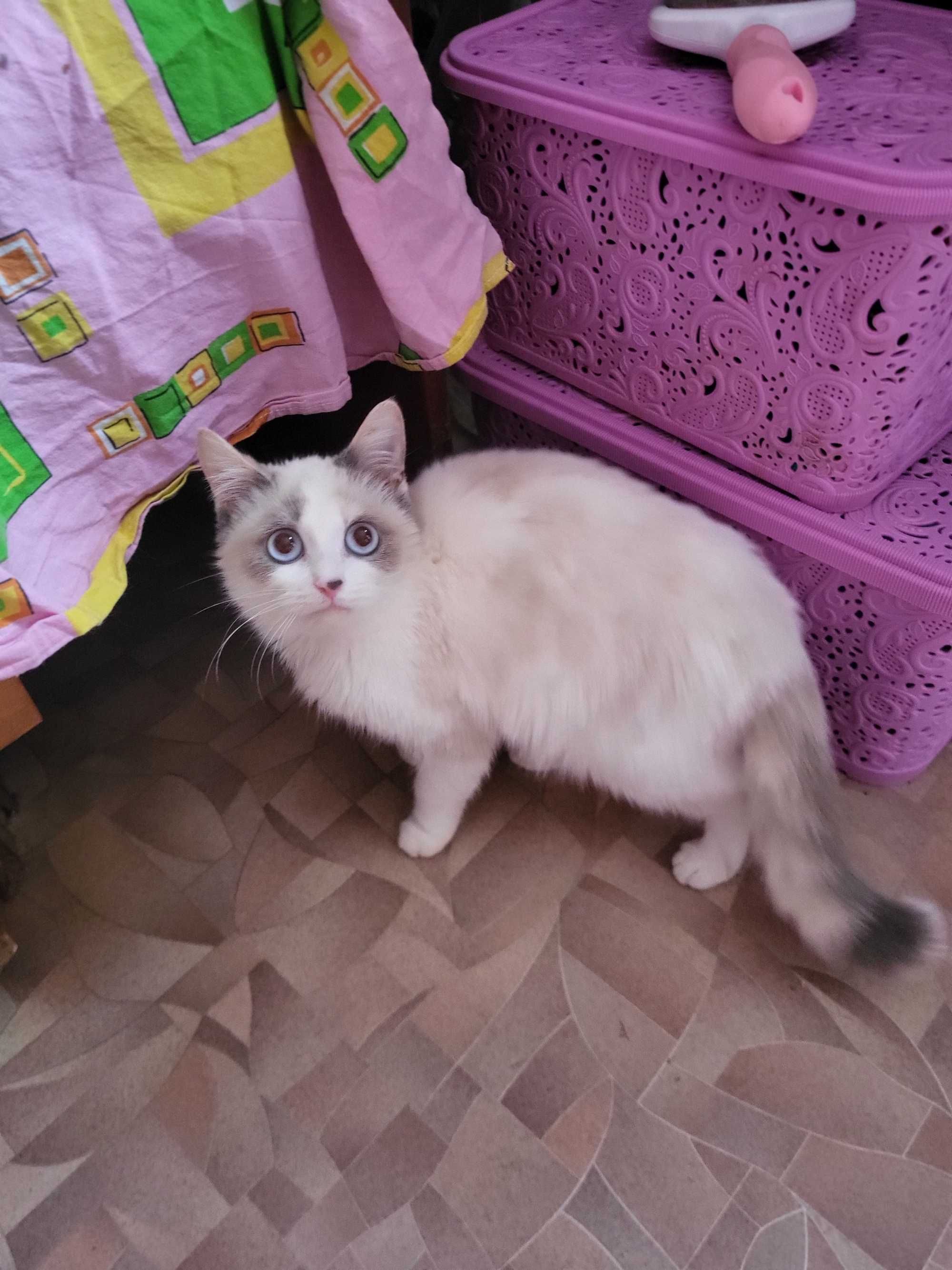 Кошечка метис ищет хорошую семью