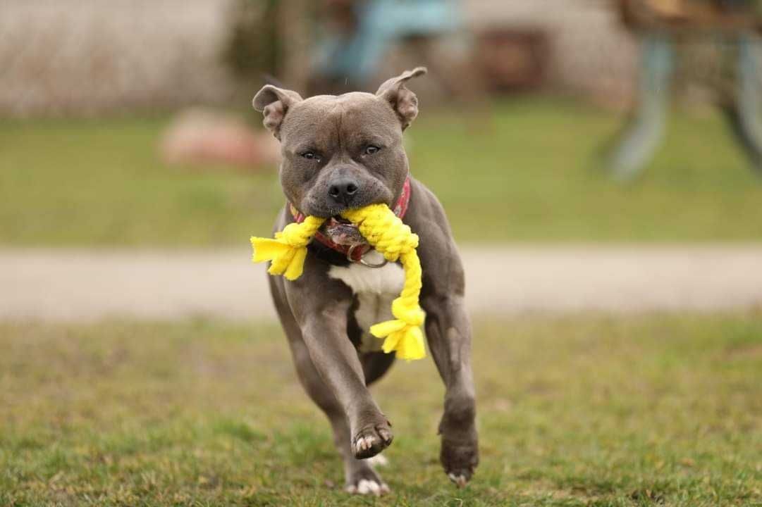 Amstaffy Niczyje-Diego-adopcja-amstaff- Brzeg