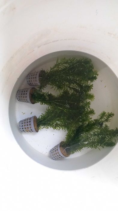 Karp koi butterfly long fin oczko wodne