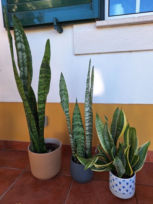 Plantas espada de sao jorge