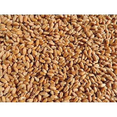 Продам зерно пшениці 2022 року врожаю. 5500 грн. за тонну