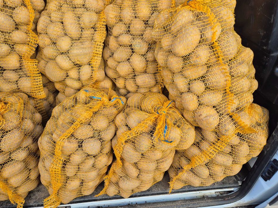 Ziemniaki jadalne gala Mia marabel