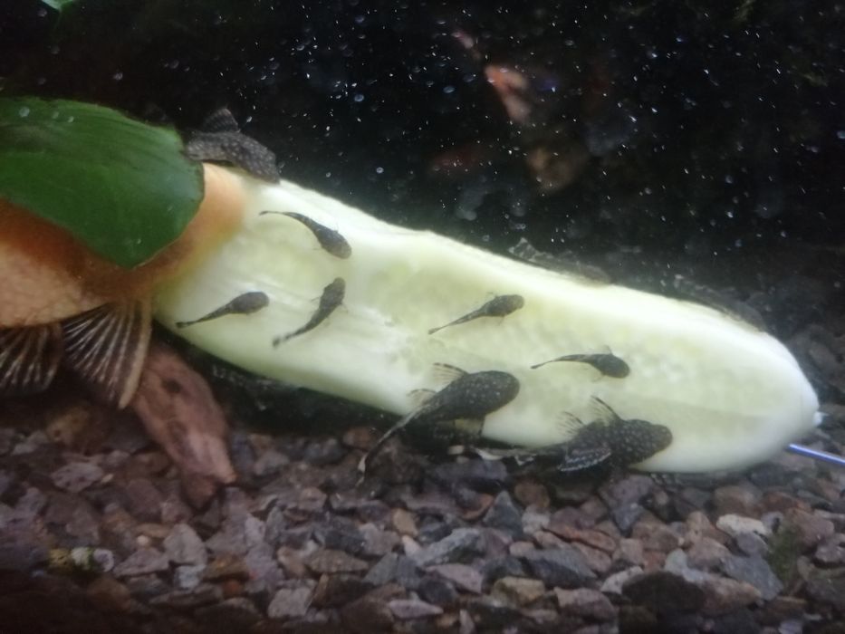 Młode zbrojniki niebieskie glonojady