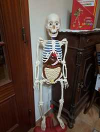 Esqueleto Corpo Humano - 110cm