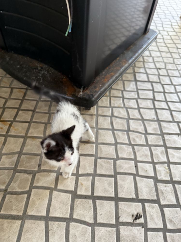 Gatinha para adotar