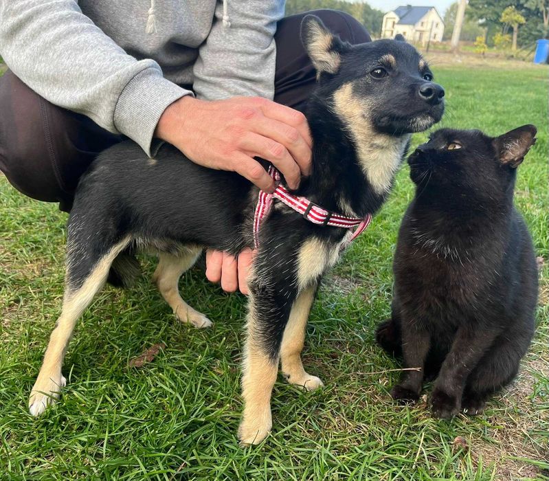 Wilczek cichutki maluch - szczeniak do adopcji