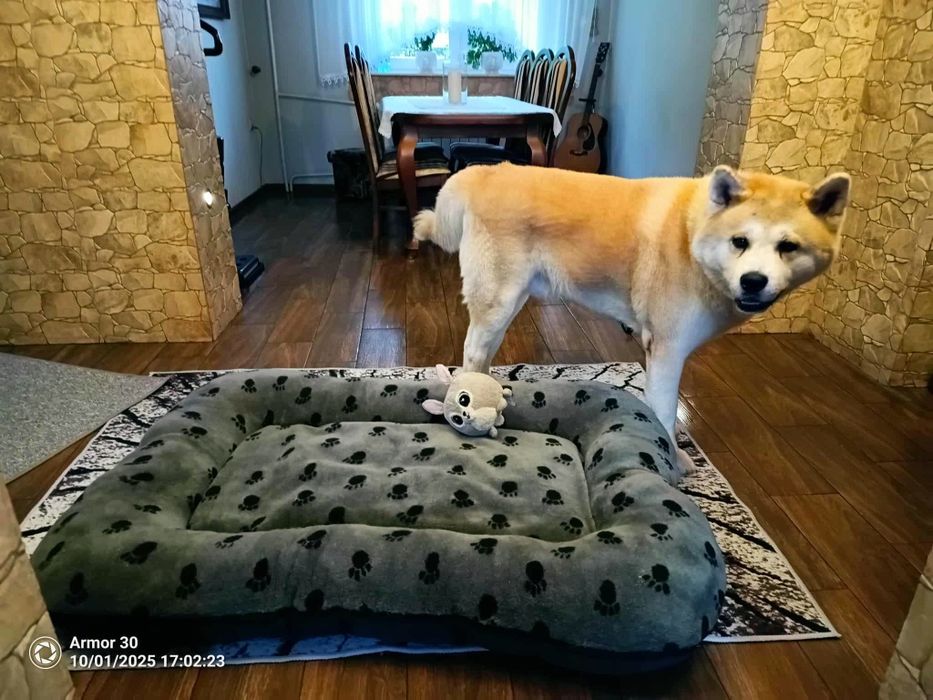 Legowisko dla dużego pasa, wygodne i miękkie nowe