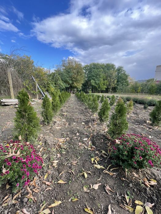 Продаж туї смарагд