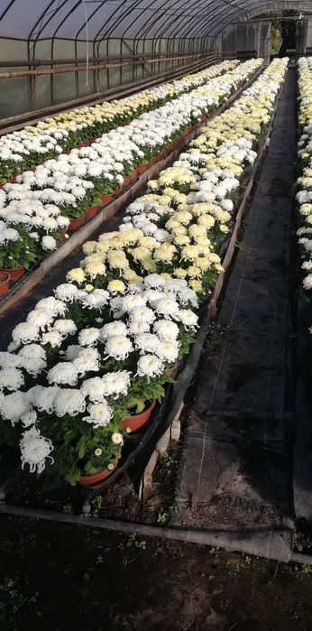 Sprzedam do hurtu chryzantemy doniczkowe wielkokwiatowe