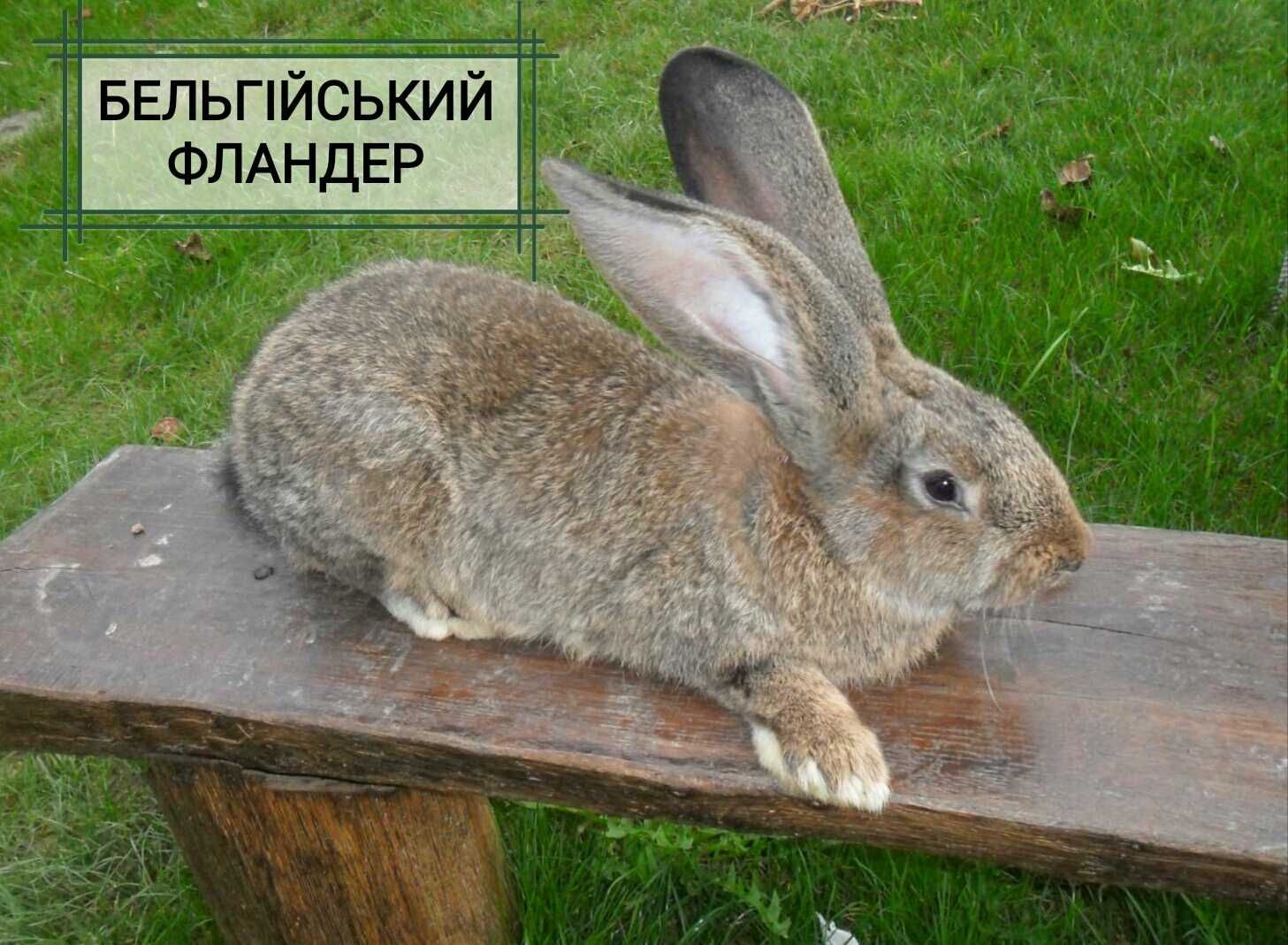 «ПРОДАМ КРОЛІ» М'ясних порід!