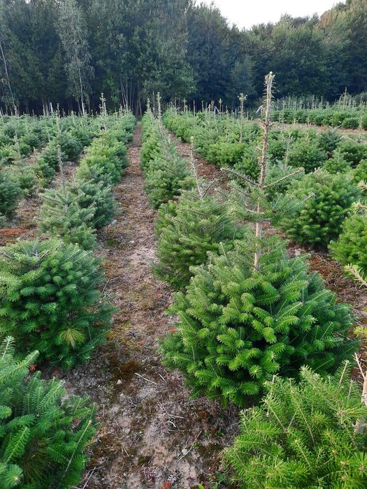 Jodła koreańska lub świerk zielony na żywopłot lub CHOINKI plantacja