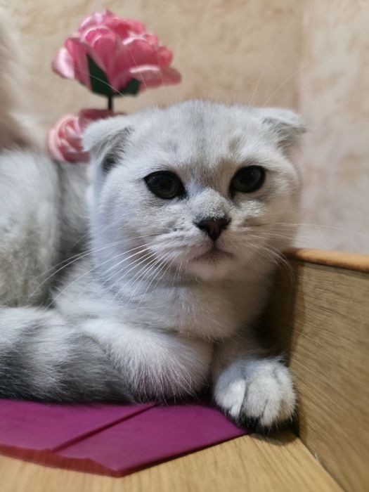 Серебристая шиншилла