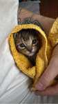 Gatinhos para adoção