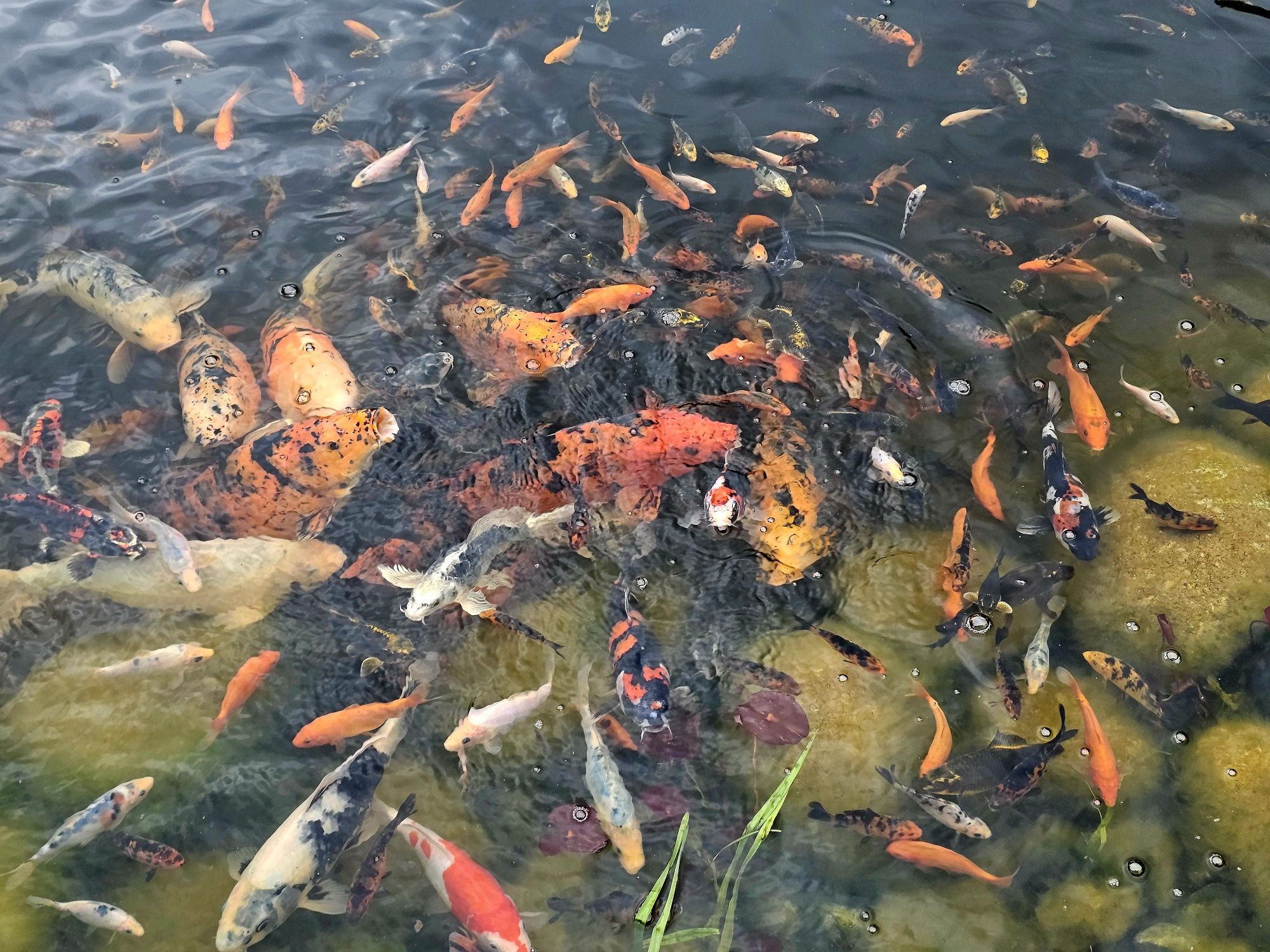 Karpie euro koi od 10-30cm