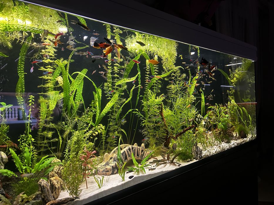 Sprzedam akwarium 600l