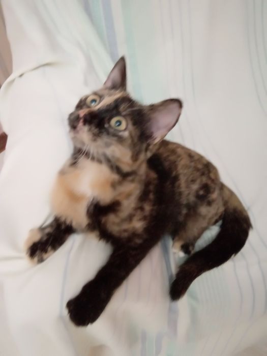 Кошеня в хороші руки