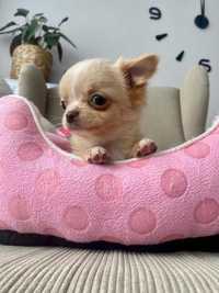 Radosna biszkoptowa suczka długowłosa Chihuahua rodowód dziewczynka