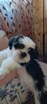 Cachorrinho Shih-tzu