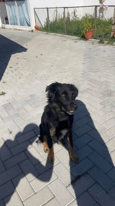 Cão perdido, sem chip procurasse o dono