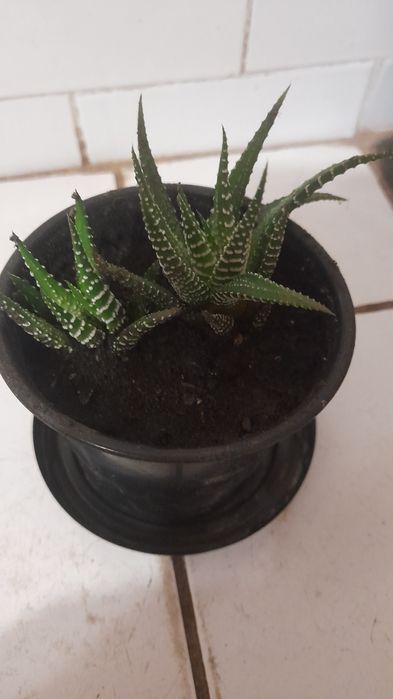 Комнатное растение: Хавортия, сансеверия.