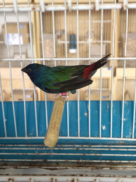 casal de Forbes
Cantanhede
macho 2024
fêmea