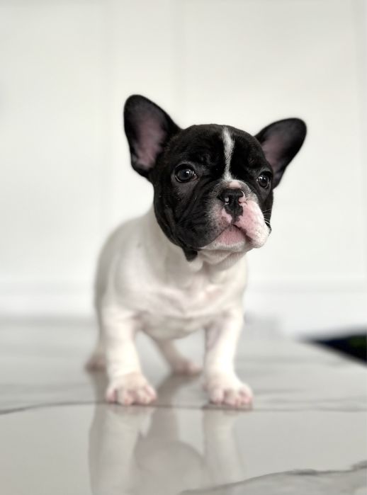 Buldog francuski piesek