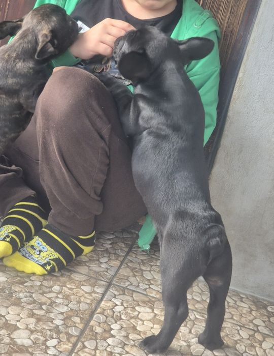 Buldog francuski czarny