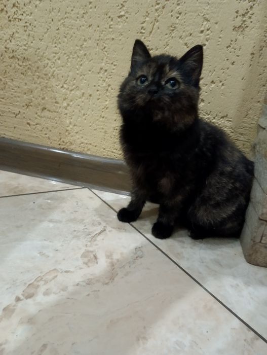 Віддам котиків в добрі руки