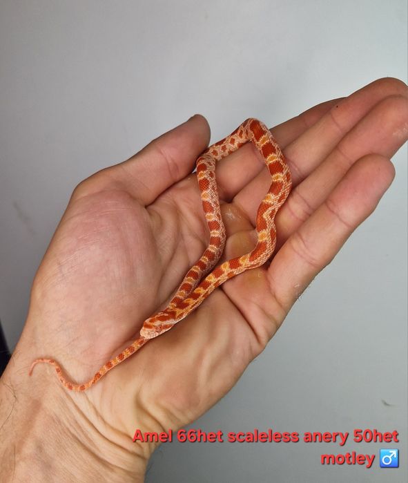 Waz zbożowy węże samce I samiczki het scaleless