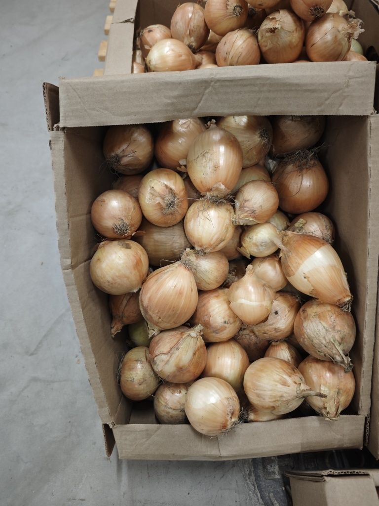 Cebula jest głową wszystkiego, ponieważ pomaga eliminować choroby
