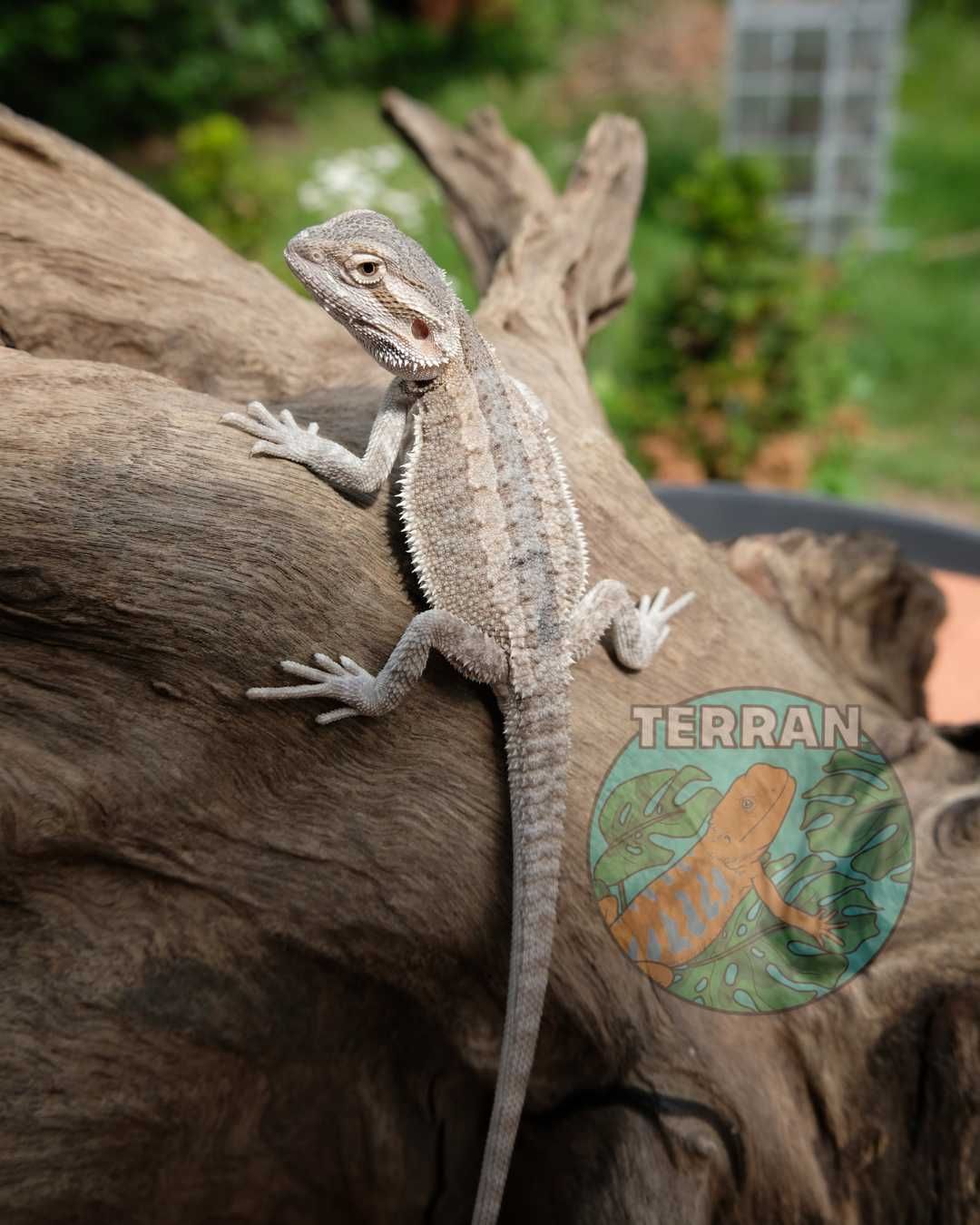 Agama brodata jaszczurka dla początkujących gekon