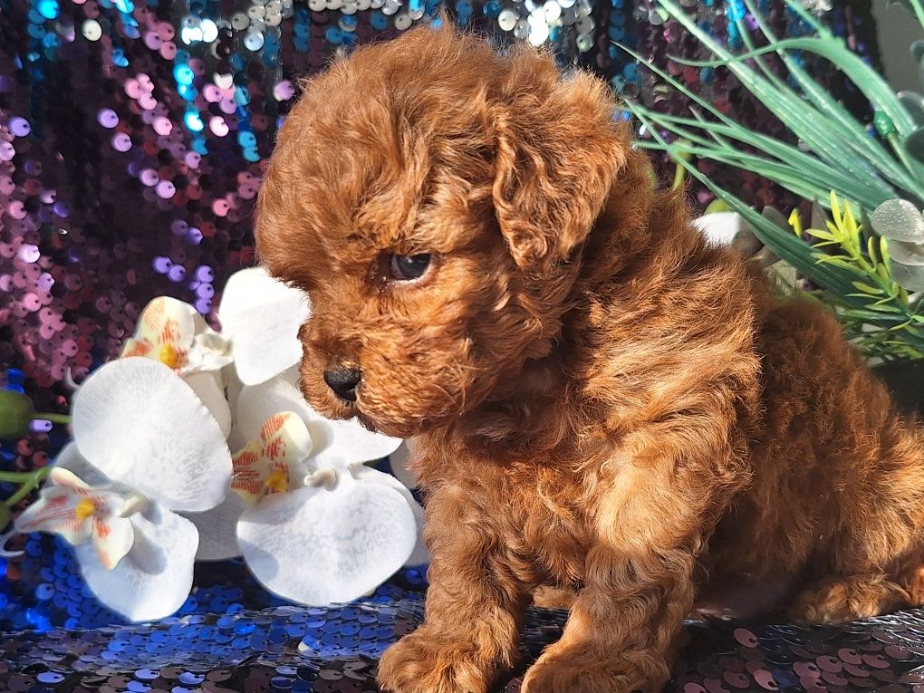 Maltipoo piesek maleńki z certyfikatem