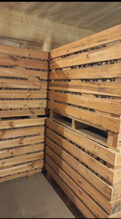 Ziemniaki Soraya 35-50