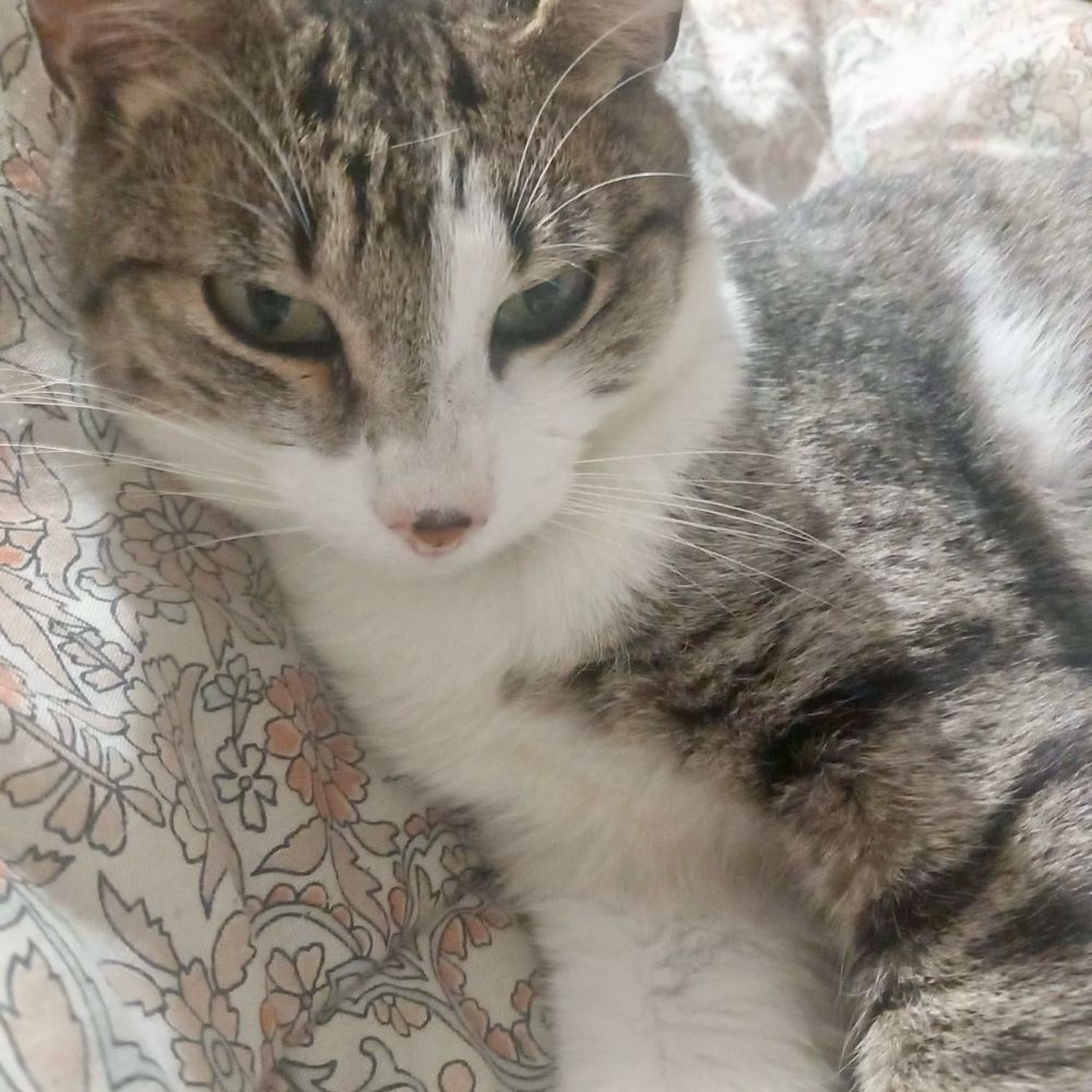 Gato adulto para adoção responsável