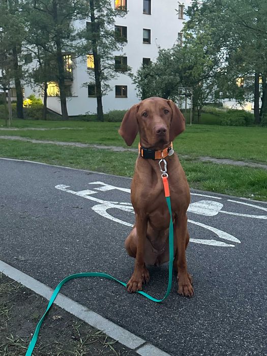 Behawiorysta psów | Szkolenie psów | Spacery socjalizacyjne | Warszawa