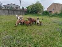 Ovelhas e cabras