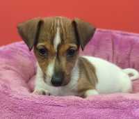 Jack Russell Terrier piesek numer 3