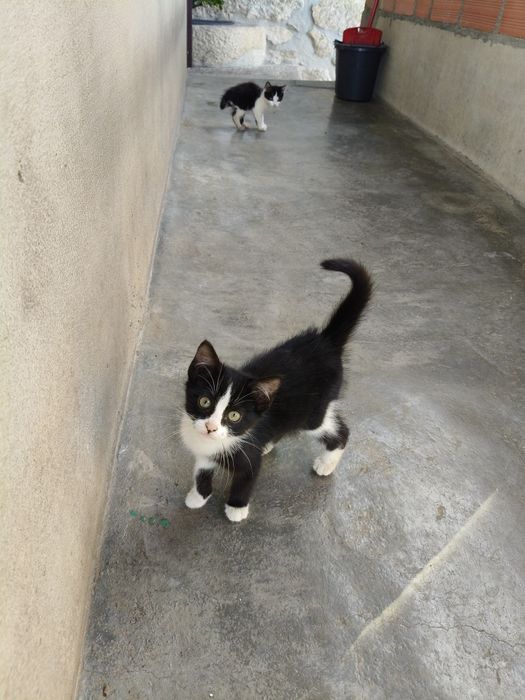 Gatos para adoção responsável