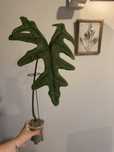 Dou plantas em recuperaçao