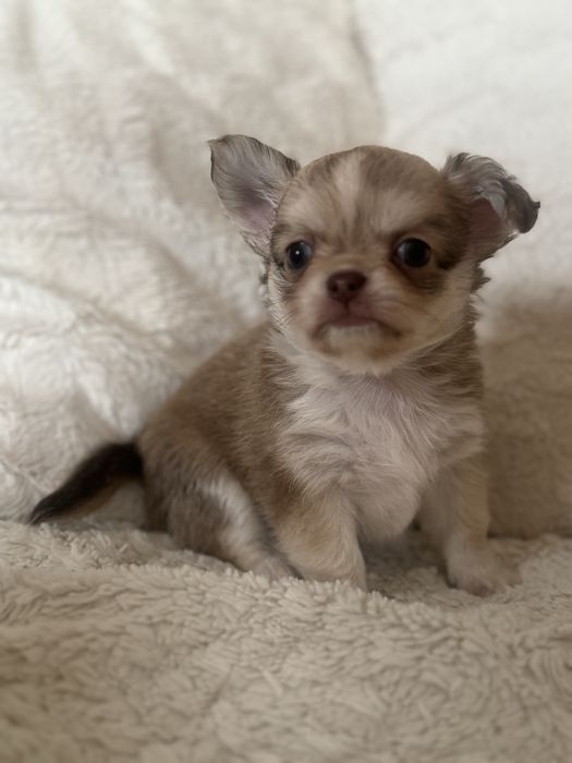 Chihuaha - piesek tricolor