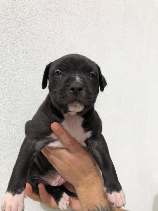 American staffordshire terrier